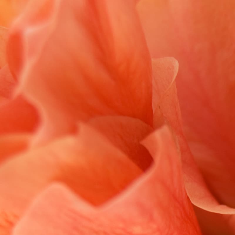 Extraits hydro-glycérinés