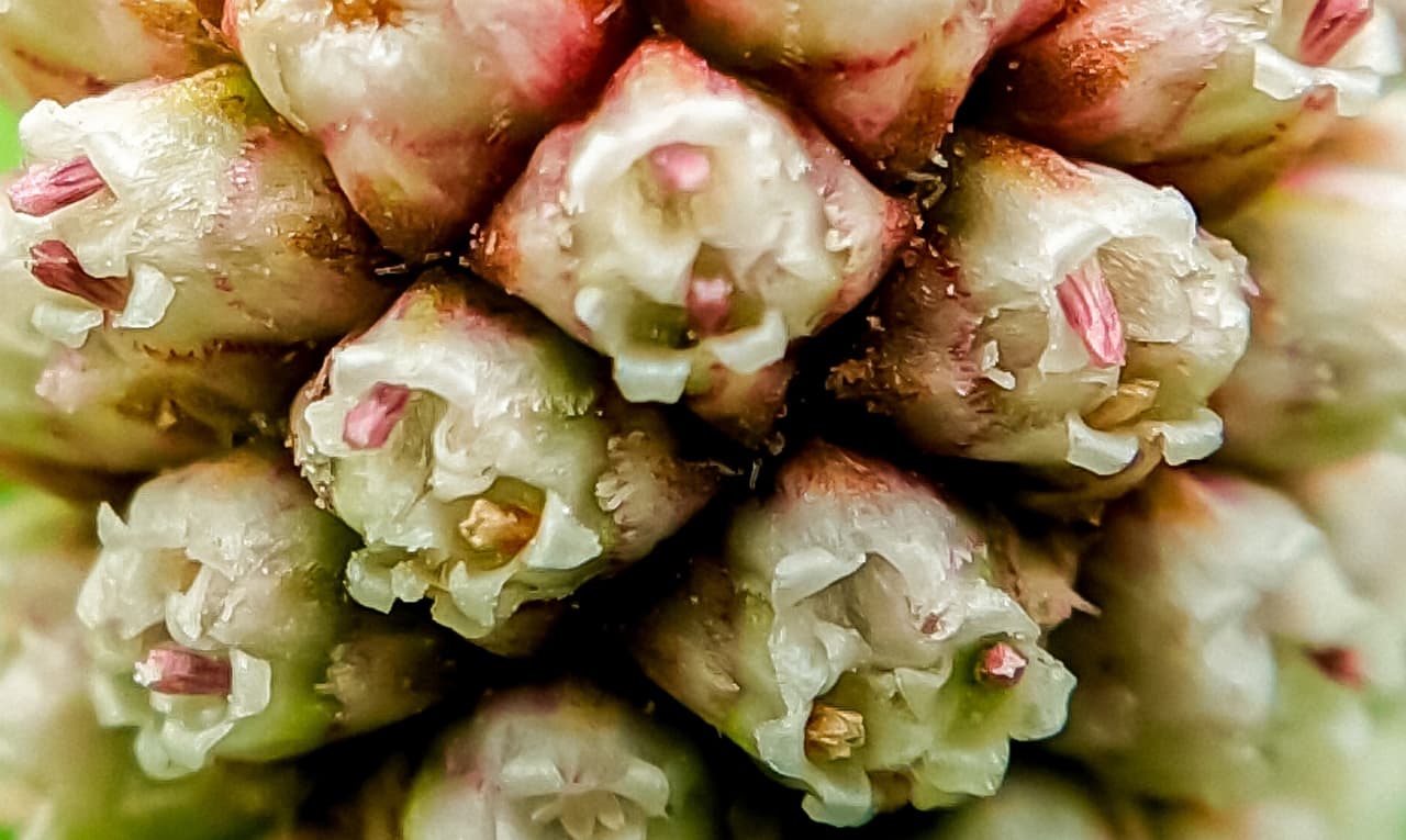 Nos extraits Extraits Hydro-Alcooliques