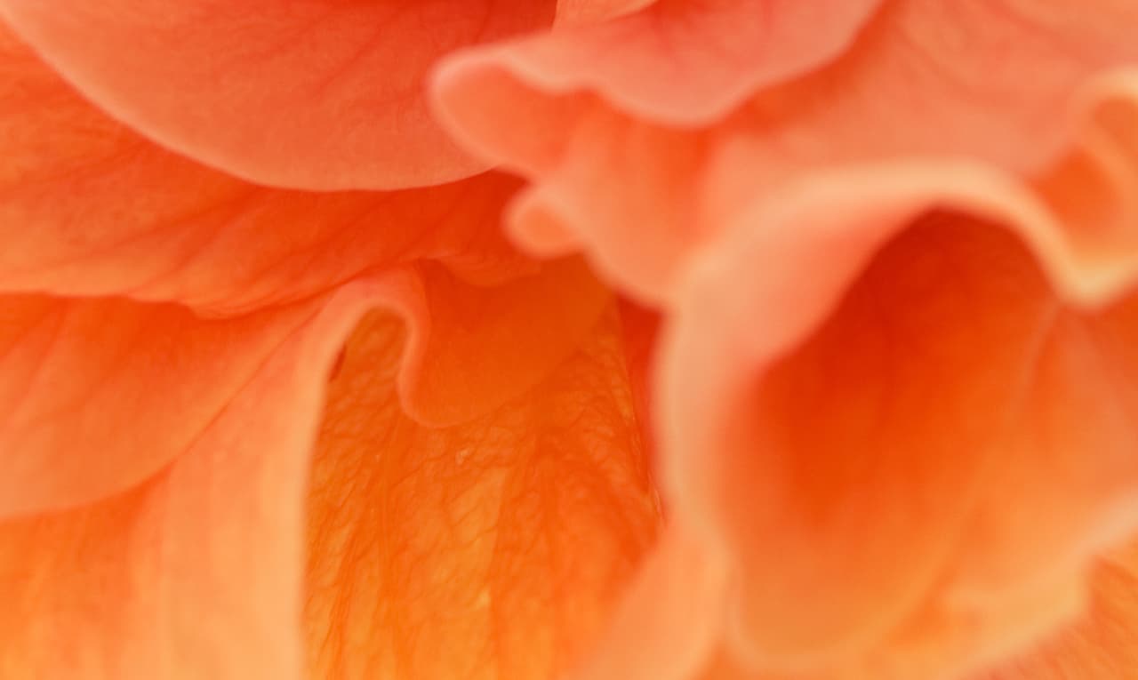 Extraits hydro-glycérinés